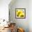 Sunflower-Nicole Katano-Framed Photo displayed on a wall