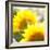 Sunflower-Nicole Katano-Framed Photo