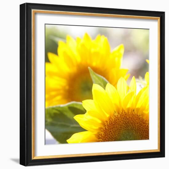 Sunflower-Nicole Katano-Framed Photo