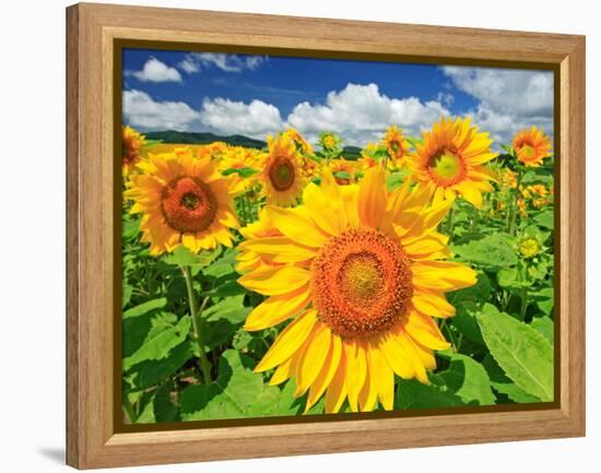 Sunflower-null-Framed Premier Image Canvas