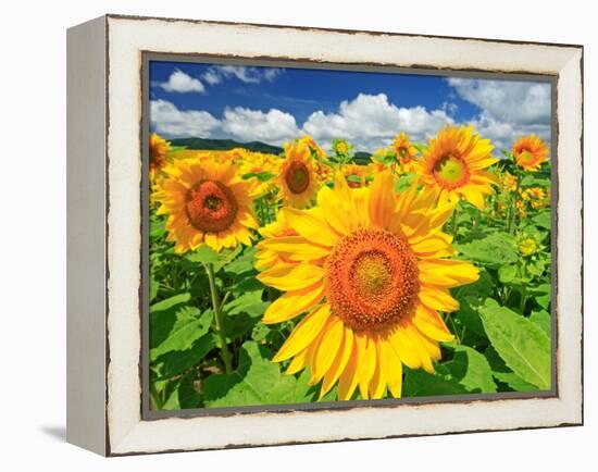 Sunflower-null-Framed Premier Image Canvas