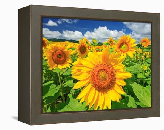 Sunflower-null-Framed Premier Image Canvas