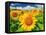 Sunflower-null-Framed Premier Image Canvas