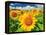 Sunflower-null-Framed Premier Image Canvas