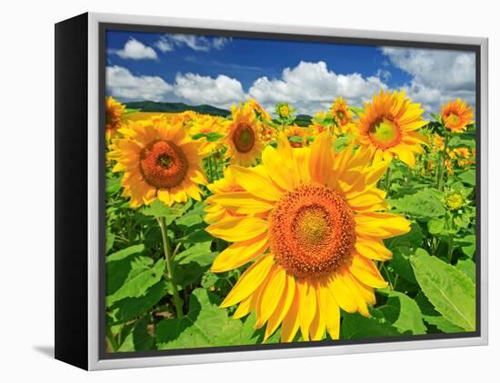 Sunflower-null-Framed Premier Image Canvas