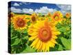 Stretched Canvas Print