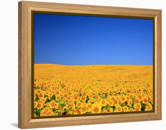 Sunflower-null-Framed Premier Image Canvas