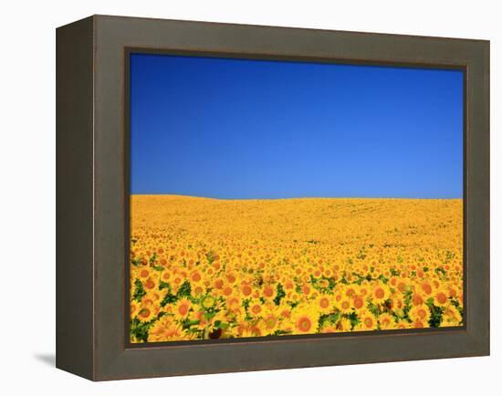 Sunflower-null-Framed Premier Image Canvas