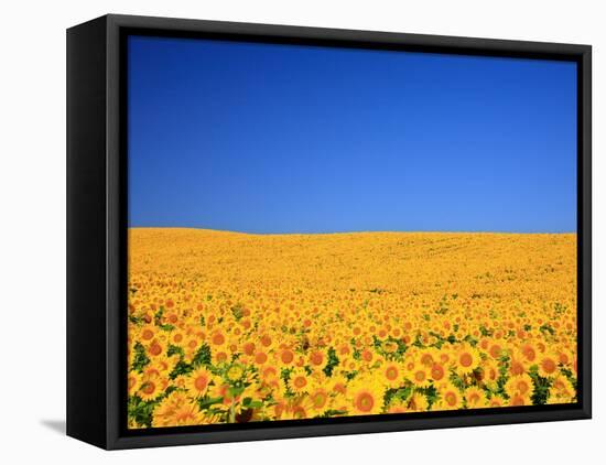 Sunflower-null-Framed Premier Image Canvas