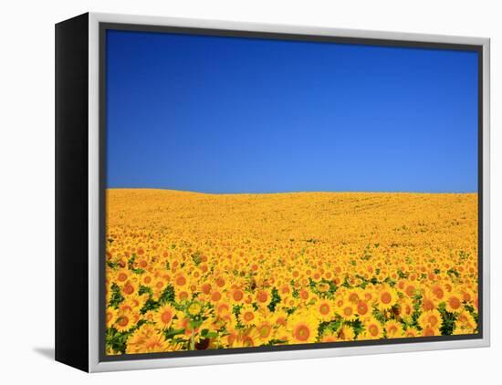 Sunflower-null-Framed Premier Image Canvas