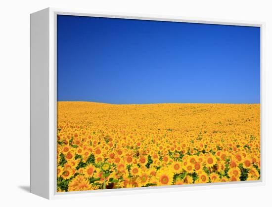 Sunflower-null-Framed Premier Image Canvas