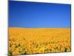 Premium Photographic Print