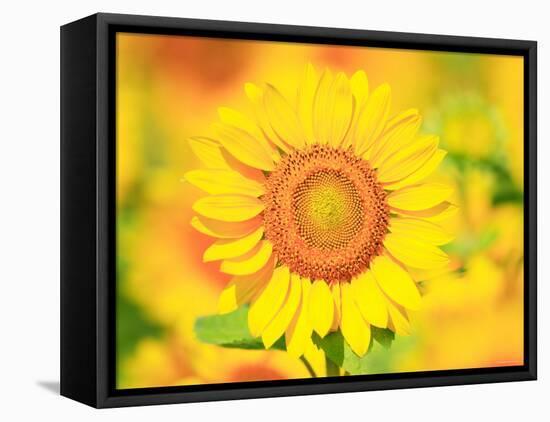 Sunflower-null-Framed Premier Image Canvas