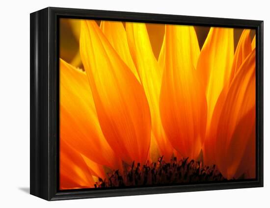 Sunflower-Nadia Isakova-Framed Premier Image Canvas