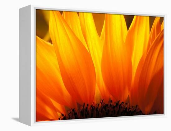 Sunflower-Nadia Isakova-Framed Premier Image Canvas