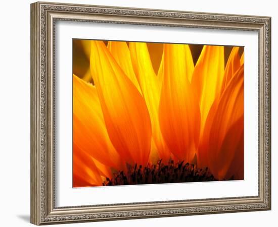 Sunflower-Nadia Isakova-Framed Photographic Print