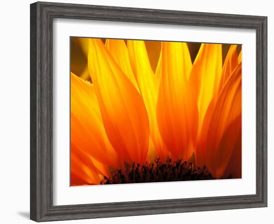 Sunflower-Nadia Isakova-Framed Photographic Print