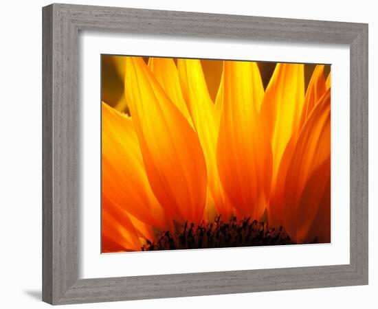 Sunflower-Nadia Isakova-Framed Photographic Print