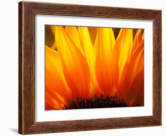 Sunflower-Nadia Isakova-Framed Photographic Print