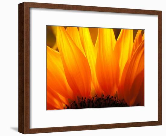 Sunflower-Nadia Isakova-Framed Photographic Print
