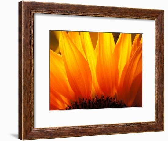 Sunflower-Nadia Isakova-Framed Photographic Print