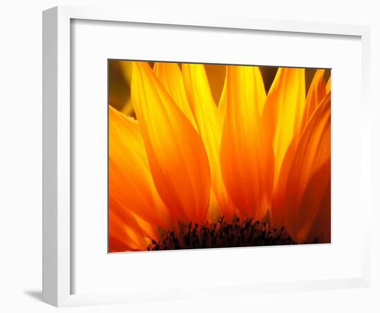 Sunflower-Nadia Isakova-Framed Photographic Print