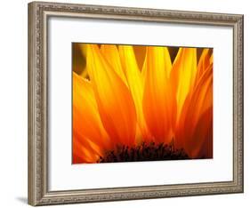 Sunflower-Nadia Isakova-Framed Photographic Print