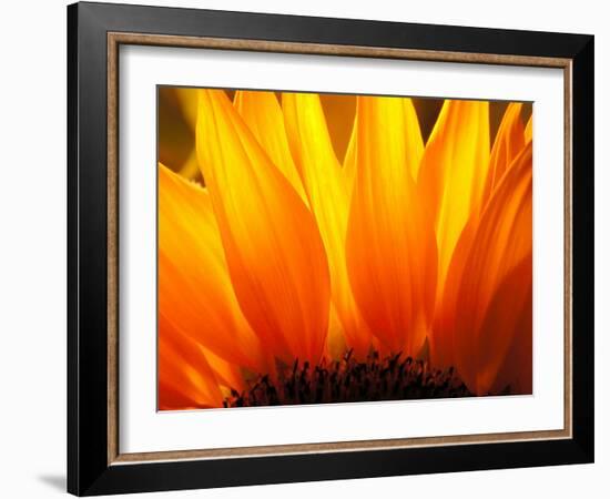 Sunflower-Nadia Isakova-Framed Photographic Print