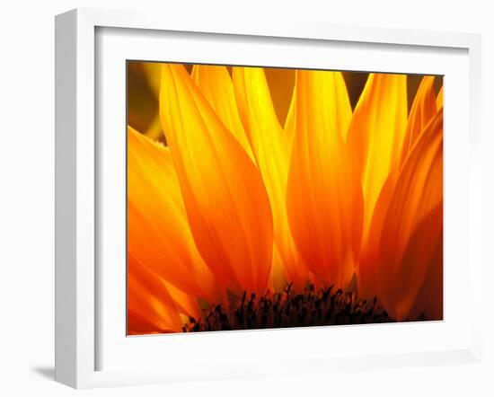 Sunflower-Nadia Isakova-Framed Photographic Print