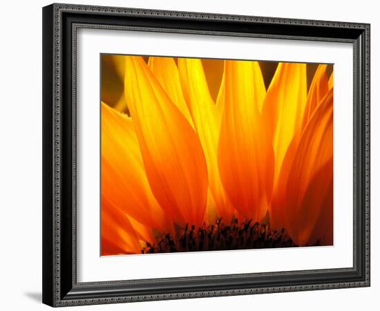 Sunflower-Nadia Isakova-Framed Photographic Print