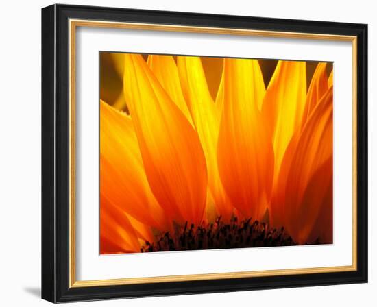 Sunflower-Nadia Isakova-Framed Photographic Print