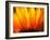 Sunflower-Nadia Isakova-Framed Photographic Print