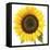 Sunflower-null-Framed Premier Image Canvas