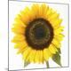 Premium Photographic Print