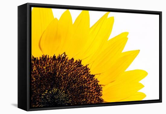 Sunflower-PASIEKA-Framed Premier Image Canvas