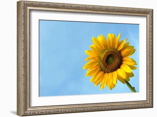 Sunflower-null-Framed Photo