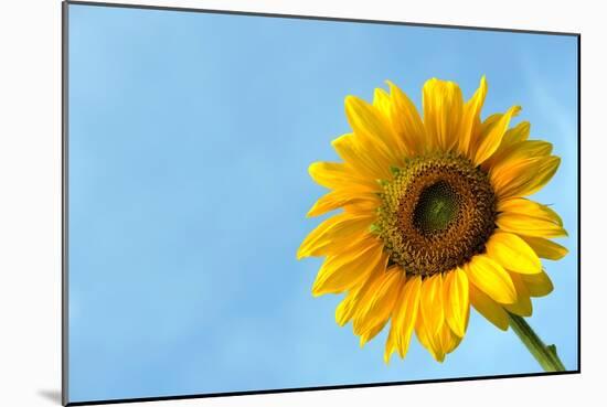 Sunflower-null-Mounted Photo