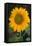 Sunflower-DLILLC-Framed Premier Image Canvas