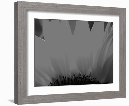 Sunflower-Nadia Isakova-Framed Photographic Print