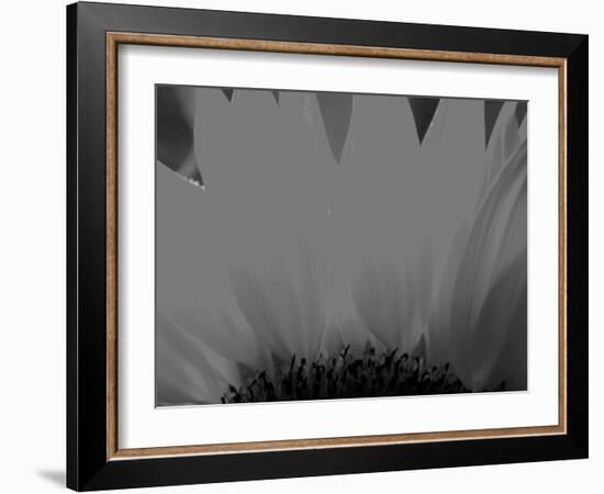 Sunflower-Nadia Isakova-Framed Photographic Print