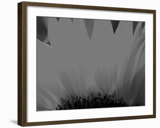Sunflower-Nadia Isakova-Framed Photographic Print