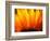 Sunflower-Nadia Isakova-Framed Photographic Print