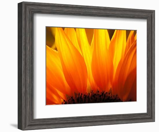 Sunflower-Nadia Isakova-Framed Photographic Print