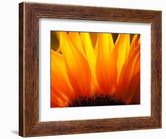 Sunflower-Nadia Isakova-Framed Photographic Print