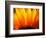 Sunflower-Nadia Isakova-Framed Photographic Print