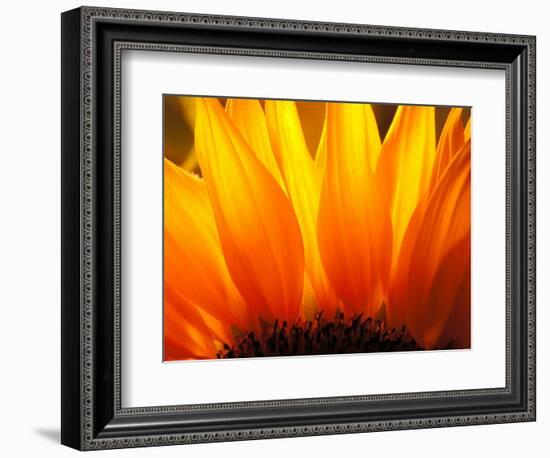 Sunflower-Nadia Isakova-Framed Photographic Print