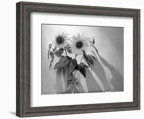 Sunflower-Anna Miller-Framed Photographic Print