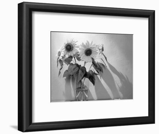 Sunflower-Anna Miller-Framed Photographic Print