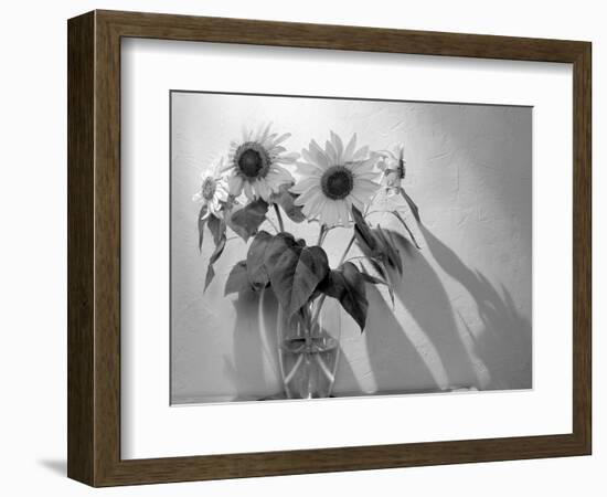 Sunflower-Anna Miller-Framed Photographic Print