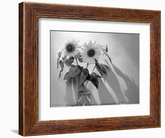 Sunflower-Anna Miller-Framed Photographic Print